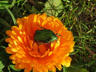 Green beetle rose chafer on orange marigold