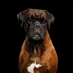 Close-up Portrait of Purebred Boxer Dog with tan fur Isolated on Black Background