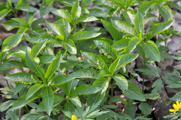 In the spring, Mercurialis perennis grows in the forest