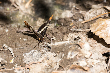 Black and orange butterfly sitting on a muddy spot in the forest