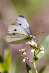 Yellow and purple butterfly sitting on a small cluster of white flowers