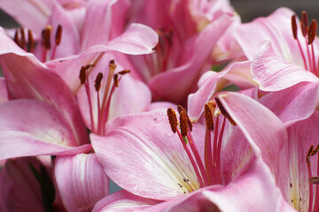 Pattern of Lily flowers of delicate pink color with stamens