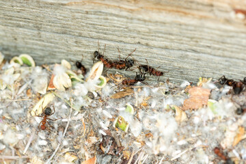 Ants following a trail on a large wooden post set into the ground