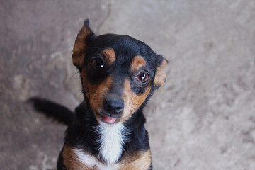 Cachorro, dog, animal de estimação 