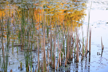 Tall grass in the lake with autumn tree reflections

