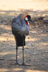 Grulla Coronada Cuelligris exponente de África y símbolo de Uganda. Monógama eterna 