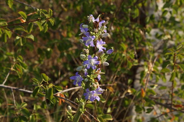 Wild purple flowers in the meadow in summer