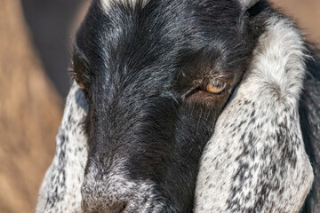 horned goat on a farm
