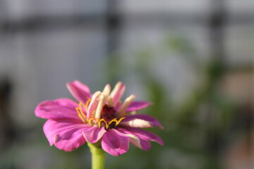 Fototapeta premium Flower,gerbera