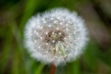 Dandelion Seed Fuzz