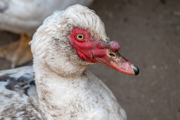 close-up white creole duck on a farm