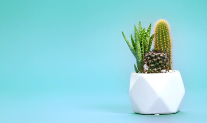 Cactus,suculents plant on blue empty space background.