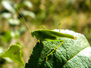 grasshopper on a leaf