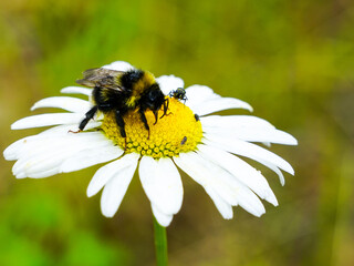bumble bee sucks flower nectar from daisies © Zigmunds
