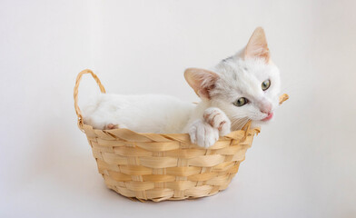 Obraz na płótnie Canvas White cat nibbles the handle of a basket on a white background