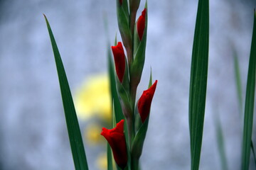 Buds of red gladiolus with yellow iris background