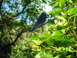dragonfly on a leaf