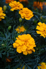 Photo of blooming marigolds