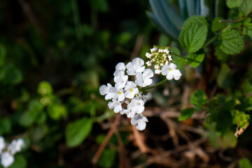 Pretty White Flowers
