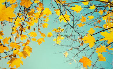Beautiful Nature Autumn Background