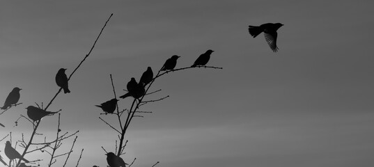 Kwiczoł Turdus pilaris deseń © Pawel B