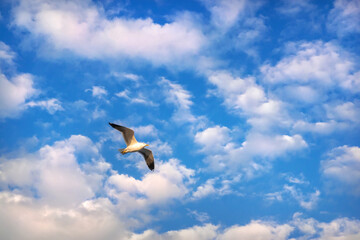 Seagull in the blue sky with white clouds