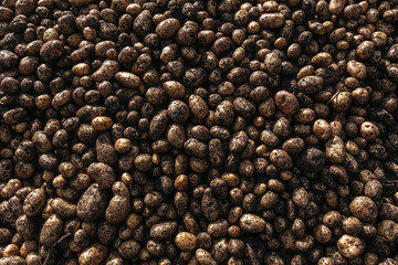 Harvesting potatoes. A lot of potatoes heap. Pattern.