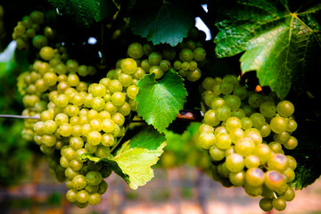 Grapes handing on the vine at a winery in rows