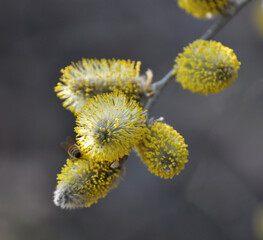 Flowering branch of willow (Salix caprea)
