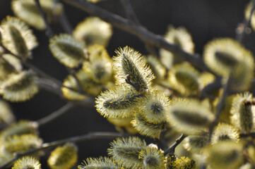 Flowering branch of willow (Salix caprea)