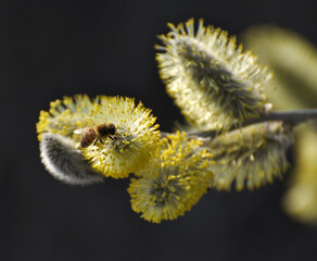 Flowering branch of willow (Salix caprea)