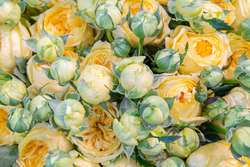 Fototapeta na wymiar Beautiful buds of yellow roses. Natural flower background.