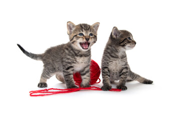 Two cute kittens and ball of yarn