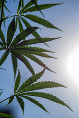 Cannabis plant in the bright rays of the sun against a blue sky. Selective focus.