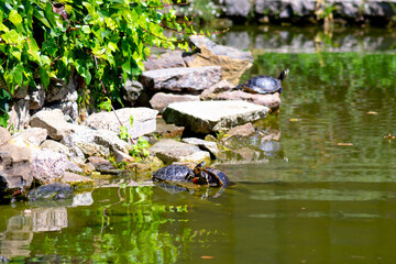 couple of turtles coming out of the water