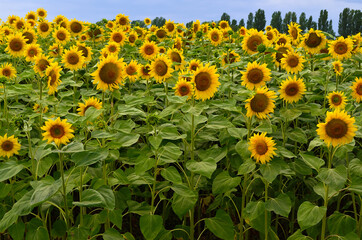 Obraz premium Yellow sunflowers grow in the field. Agricultural crops.