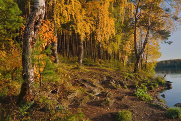 Autumn landscape, forest trees are reflected in calm river water against a background of blue sky and white clouds.