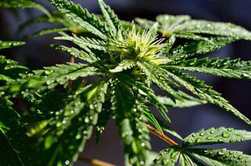 Dew drops on young, green cannabis leaves