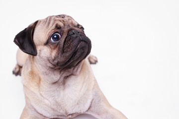 Portrait of adorable, happy dog of the pug breed. Cute smiling dog on white background. Free space for text.