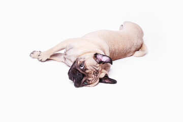 Portrait of adorable, happy dog of the pug breed. Cute smiling dog lies on white background. Free space for text.