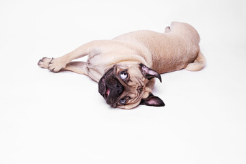 Obraz premium Portrait of adorable, happy dog of the pug breed. Cute smiling dog lies on white background. Free space for text.