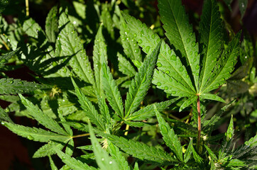 Dew drops on young, green cannabis leaves