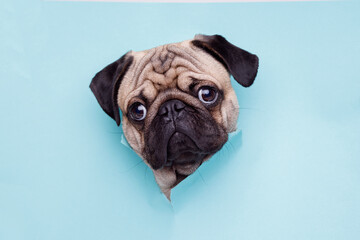Portraite of cute dog of the pug breed climbs out of hole in colored background. Little funny puppy on bright trendy blue background. Free space for text.
