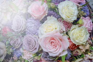 Beautiful pink roses. Natural flower background. Texture of delicate petals.