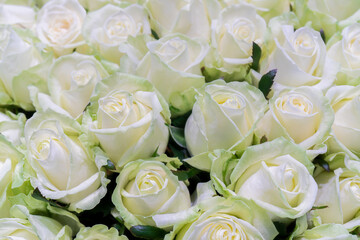 Beautiful background of white roses. Floral design texture.