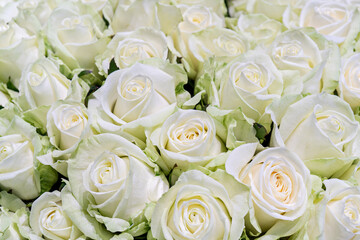 Beautiful background of white roses. Floral design texture.