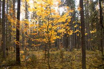 Fototapeta premium Autumn landscape in the forest with the sun.