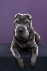 Lying grey Sharpei dog looking at the camera isolated on a purple background