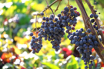 ripe bunches of grapes