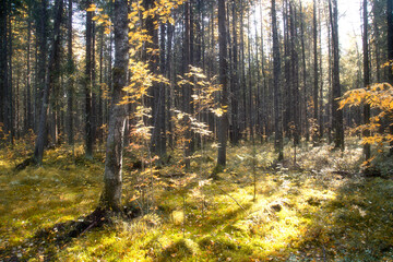 Autumn landscape in the forest with the sun.